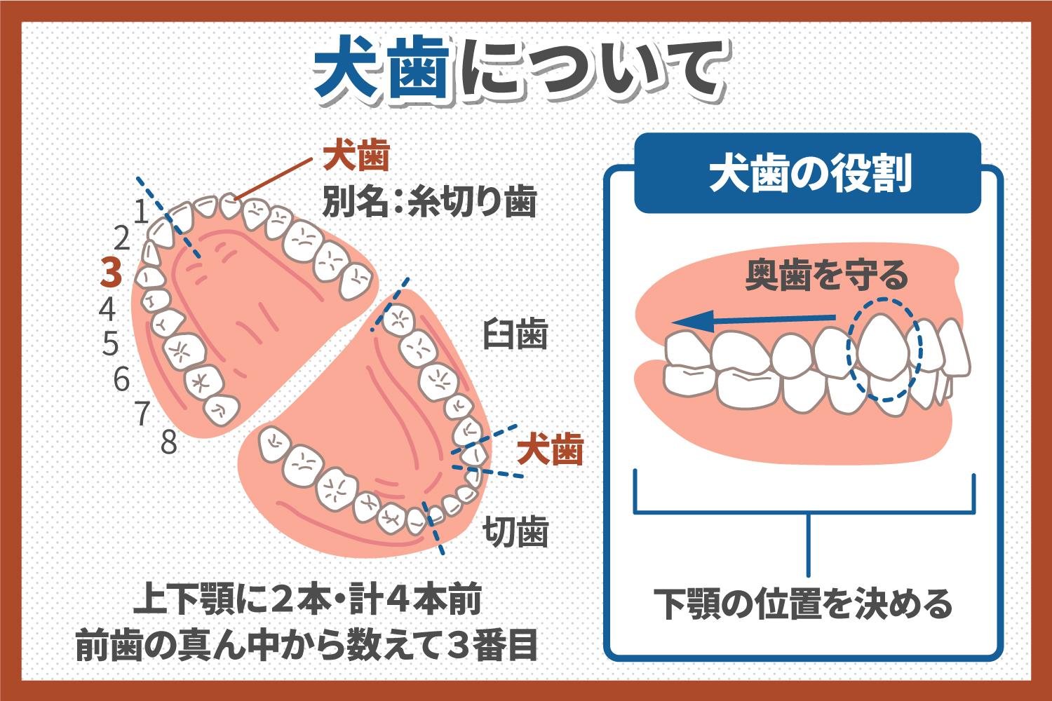 下顎犬歯